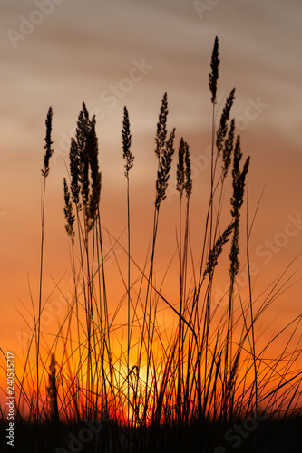 sunset over wheat field