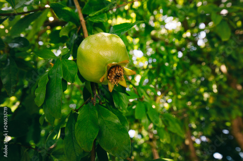 green pomegranate
