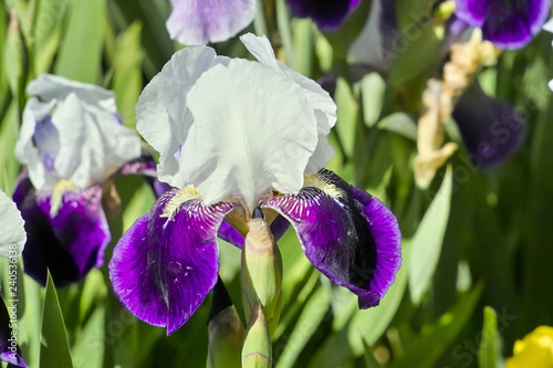 Canvastavla Iris Elisabeth Noble, Iridacceae, hybrid, Iris Barbata elatior Elisabeth Nobl