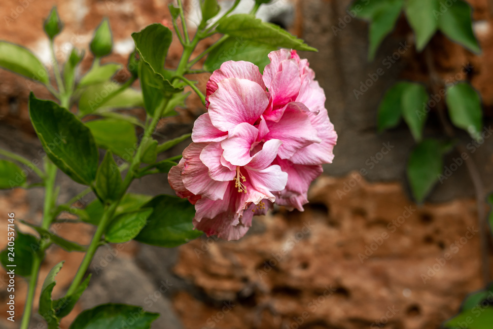 pink carnation in full bloom, side view pink carnation in full bloom, side view