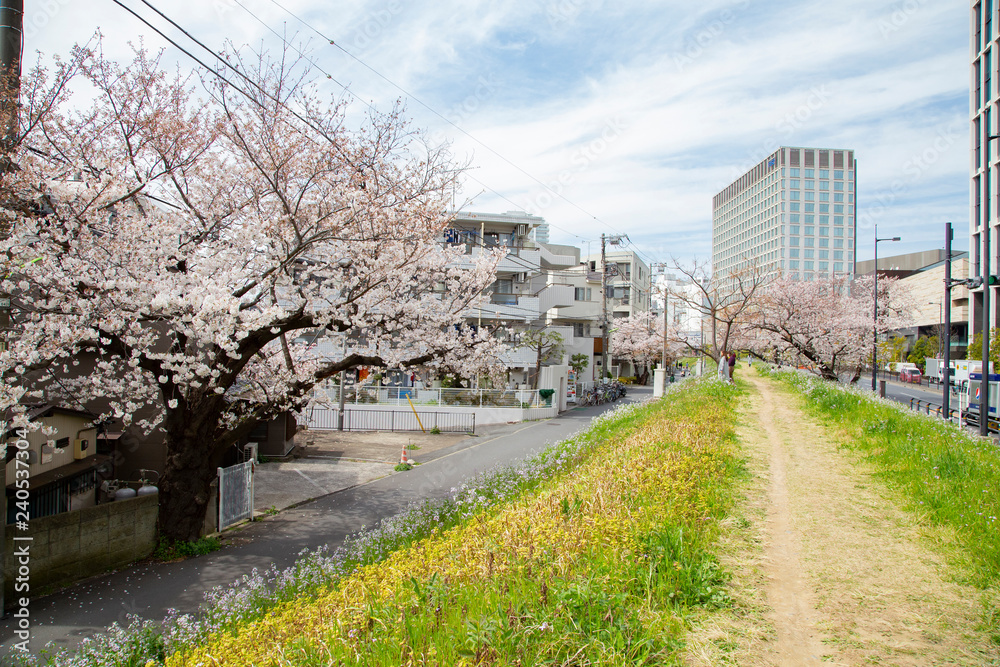 Cherry blossoms in Futakotamagawa town