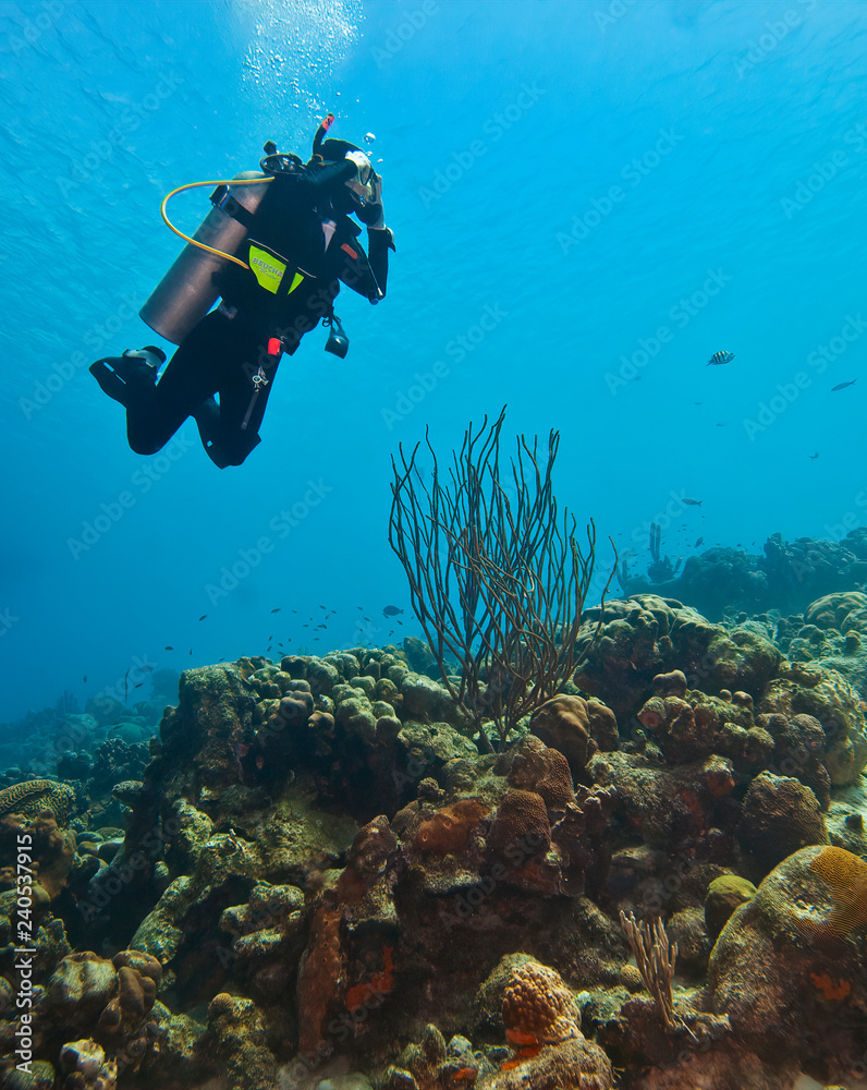 Scuba Diving the reefs of Bonaire Scuba Diving the reefs of Bonaire