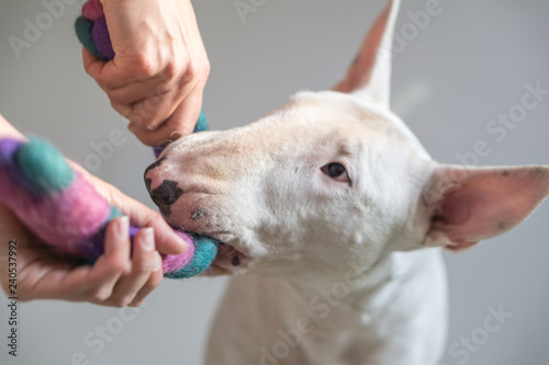Fototapeta Photo of Bull terrier dog and a girly playing together with a dog toy - with whi