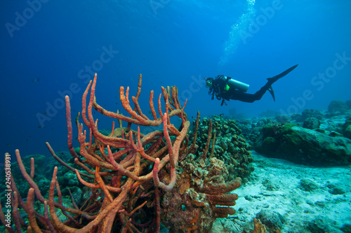 Scuba Diving the reefs of Bonaire