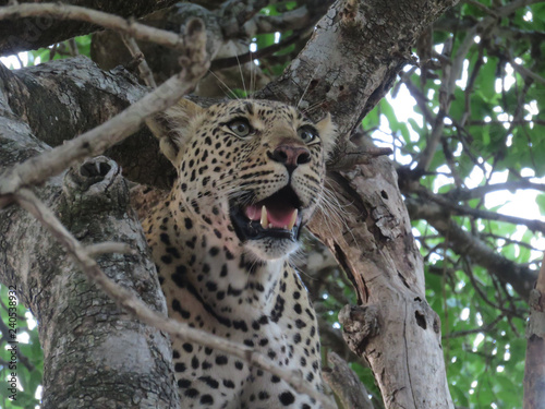 Leopard staring out from a tree photo