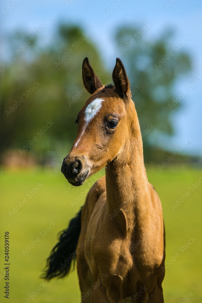 Fototapeta premium Portrait of cute brown akhal teke foal with white spot on its head, with big dark eyes standing on a green grass in paddock, sunny summer day in a farm, blue sky, tree in background, vertical image