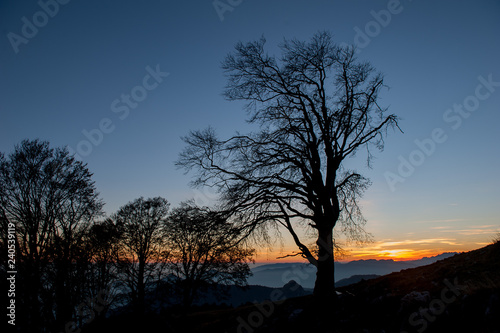 sunset with tree