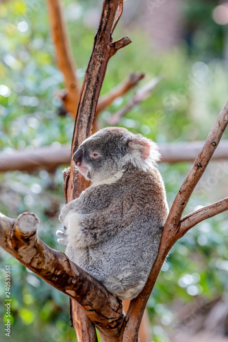 Photography Koala Bear in Eucalyptus Tree.
