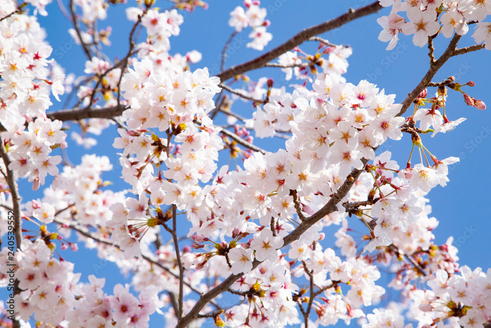 Cherry blossoms in the Odawara castle park Cherry blossoms in the Odawara castle park