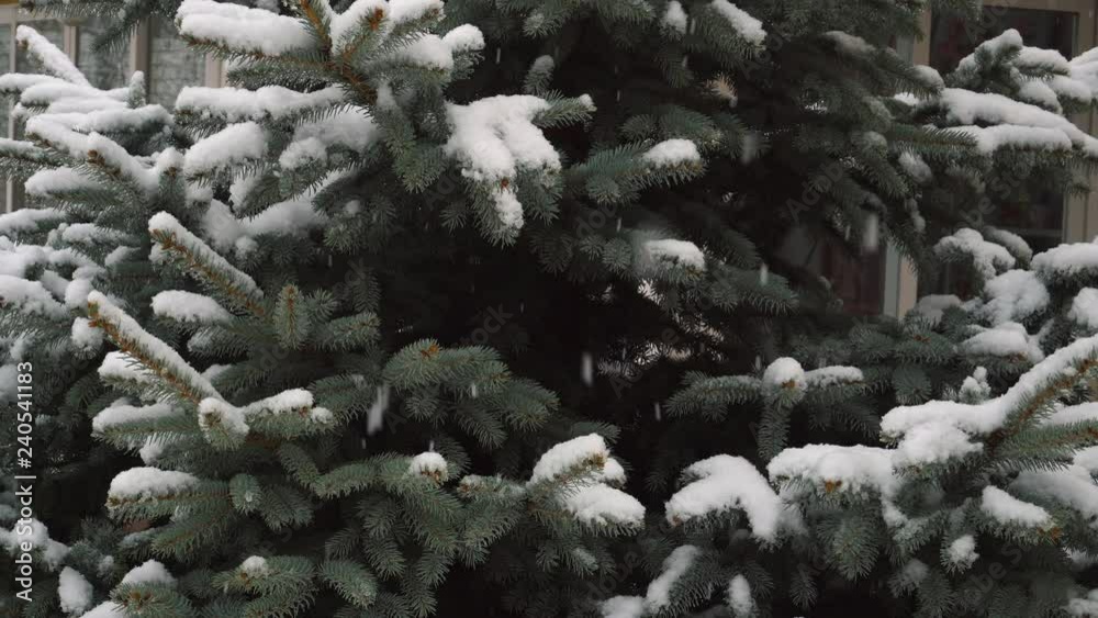 Snow falling on Christmas tree branches, winter Christmas season background high definition Snow falling on Christmas tree branches, winter Christmas season background high definition
