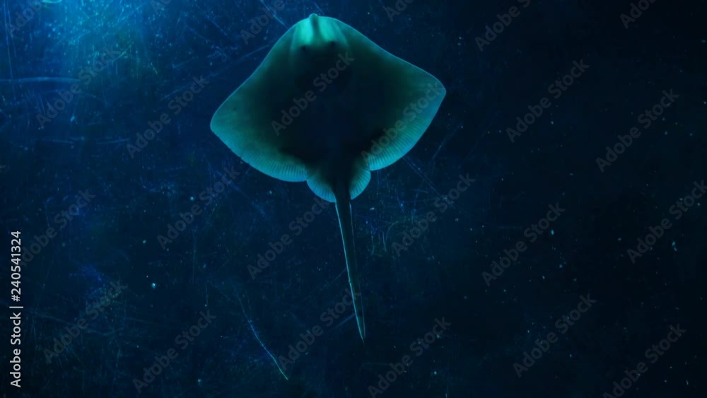 Global underneath view of a ray through the glass of an aquarium