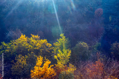 autumn nature with trees and sun rays