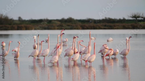 Pink Flamingos showing off their wings during courtship. France Camargue pond