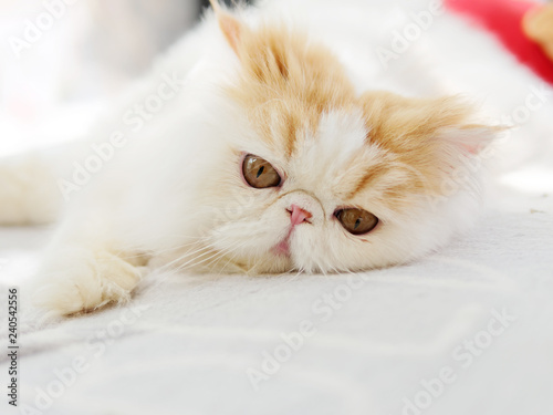 Portrait of exotic long hair yellow cat on the wood floor. looking at camera with round eyes.