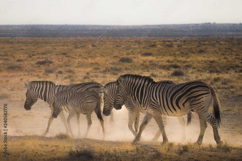 Obraz premium Zebras caminhando