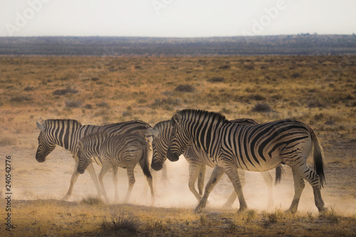 Zebras caminhando