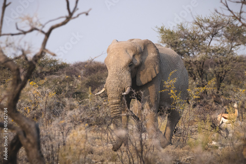 Big bull photo