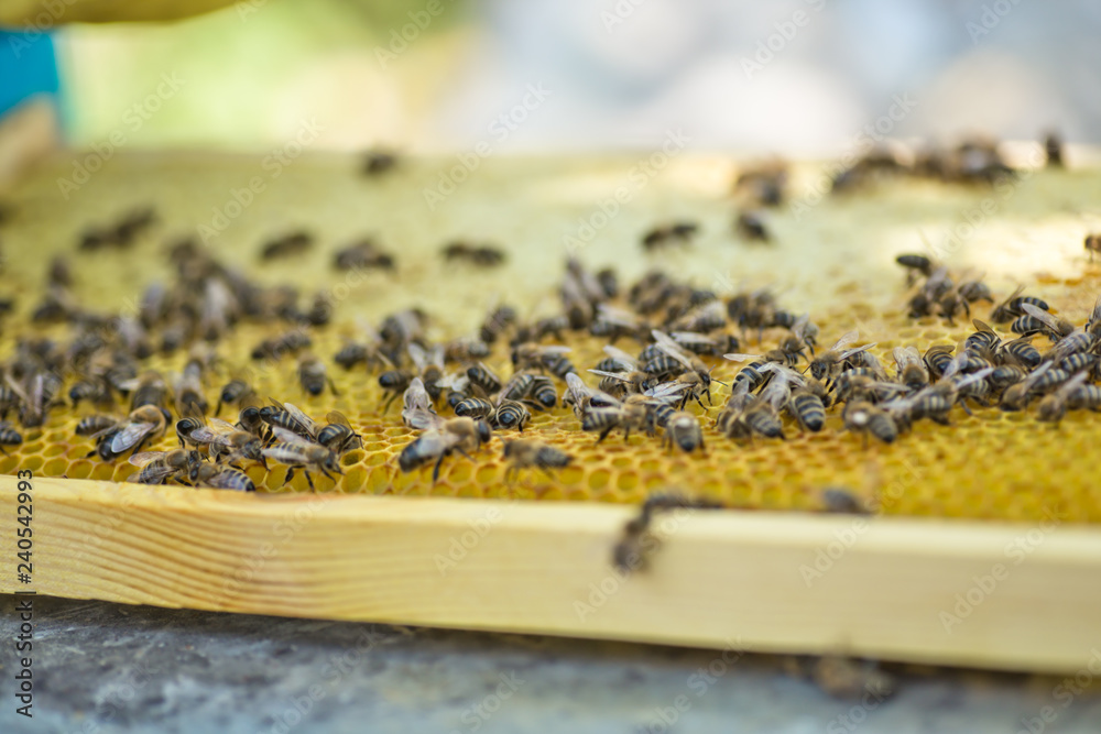 Honeycomb frame set up by bees, with lack of space for honey. Self-built insect waxed. family in the beehive. Bees in a hive on built-in wax. Honey frame. Honeycomb frame set up by bees, with lack of space for honey. Self-built insect waxed. family in the beehive. Bees in a hive on built-in wax. Honey frame.