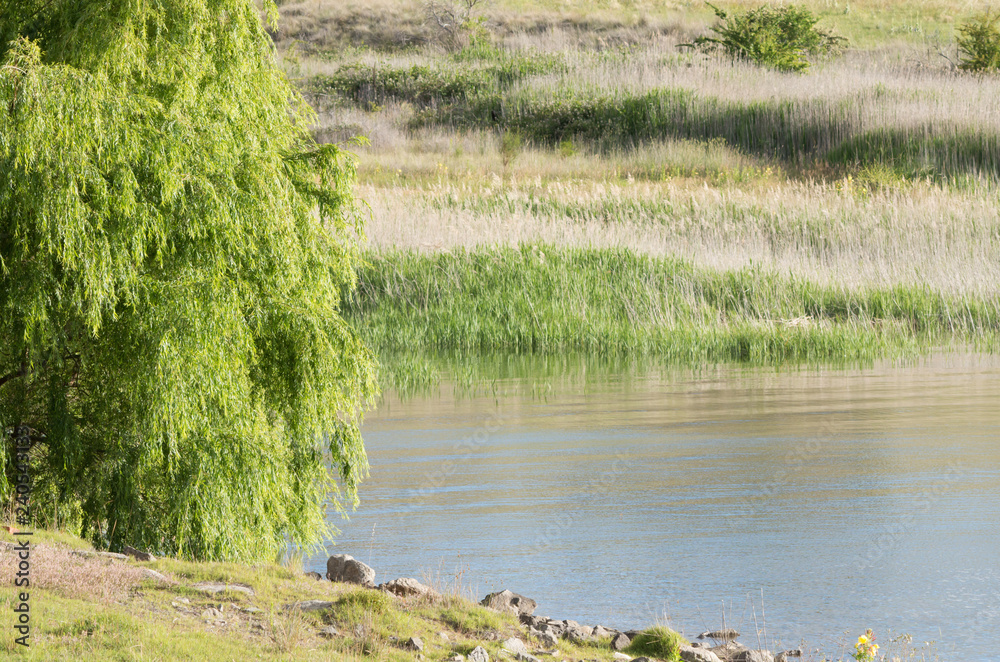 Obraz premium Willow next to a lake