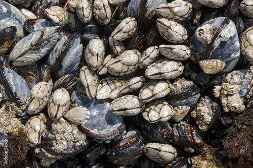 Mussels and barnacles close up on the Oregon coast, USA