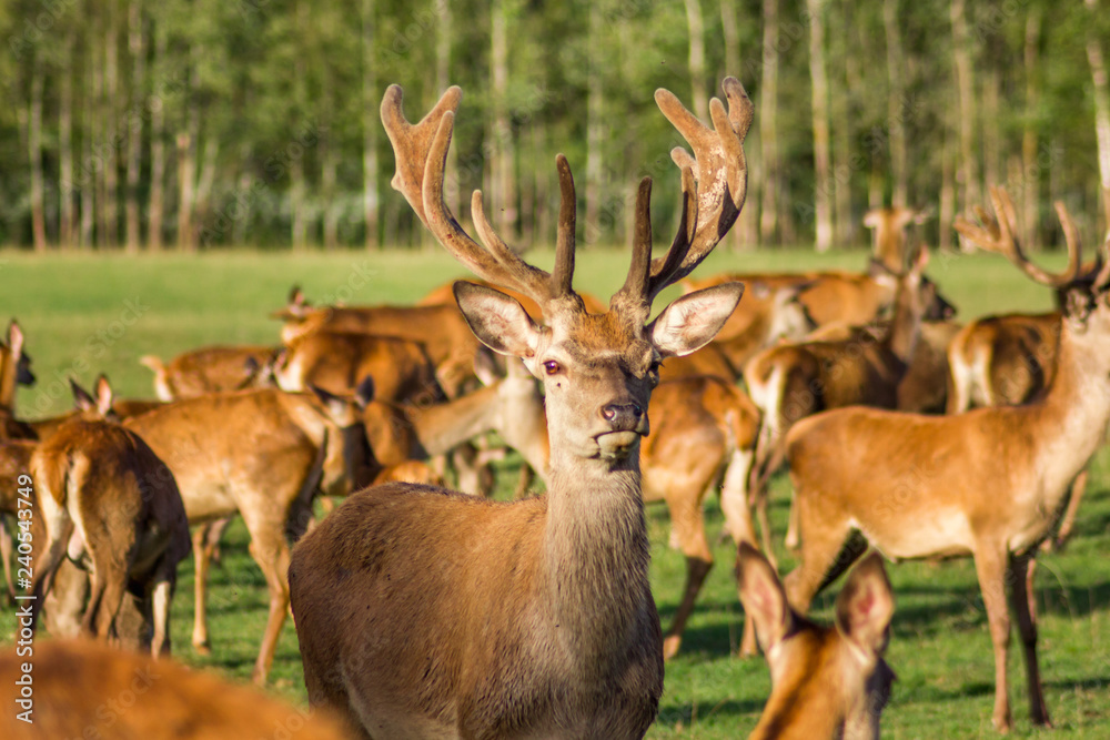 Obraz premium Closeup Look of Reindeers Running Around in Latvia