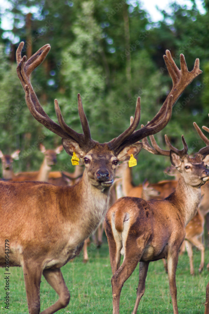 Closeup Look of Reindeers Running Around in Latvia
