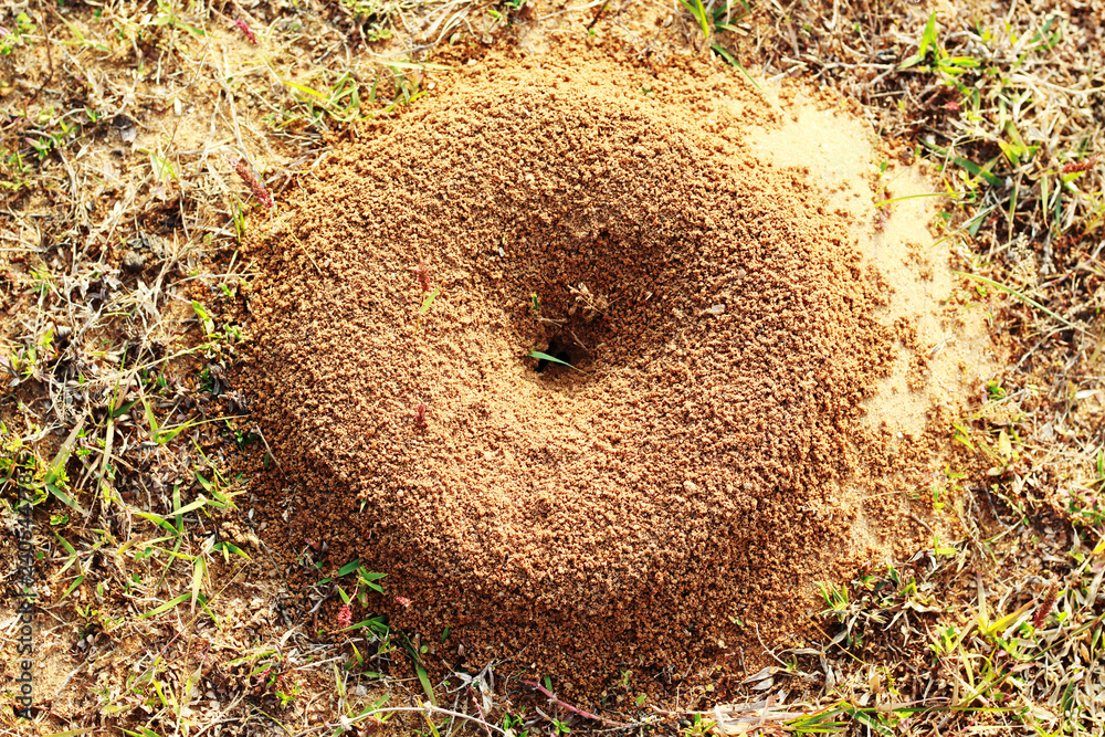 Ants house at field Stock Photo | Adobe Stock