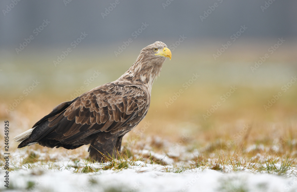 White tailed eagle (Haliaeetus albicilla) White tailed eagle (Haliaeetus albicilla)