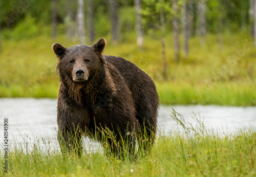 Fototapeta Naklejka Na Ścianę i Meble -  Wild brown bear (Ursus arctos)