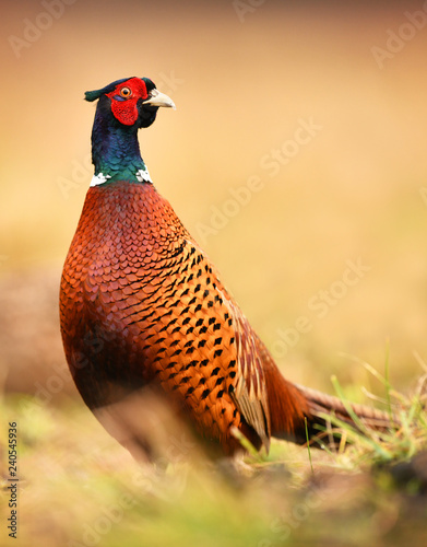 Canvas Print Ringneck Pheasant (Phasianus colchicus)