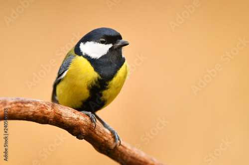 Great tit (Parus major)