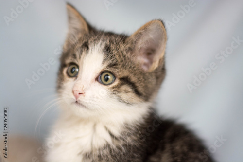 The Cute Kitten, Baby Cat. close-up, light background