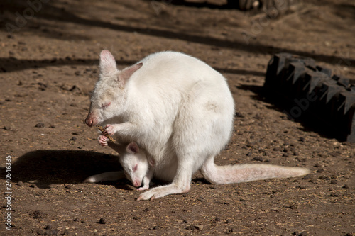 albino wallaby with a joey
