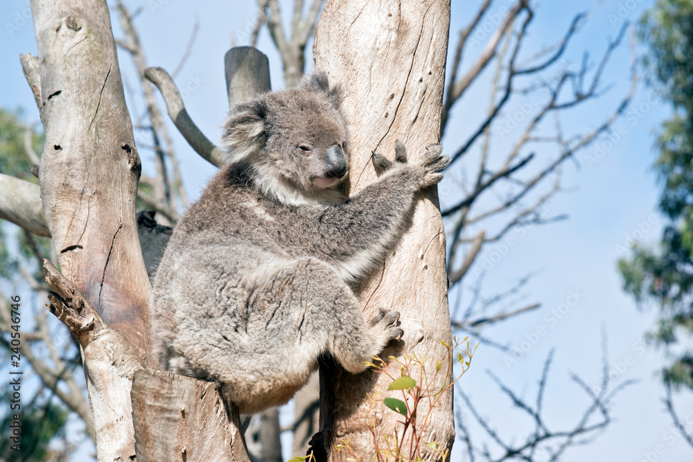 Fototapeta premium An Australian koala