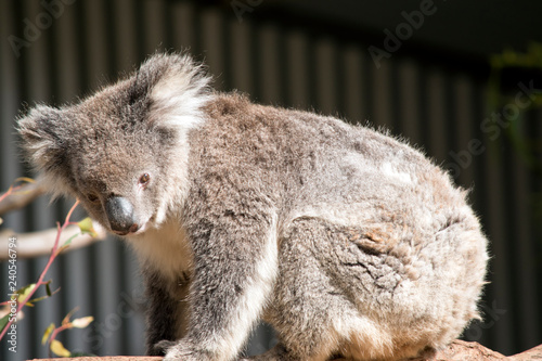 Canvas Print An Australian koala
