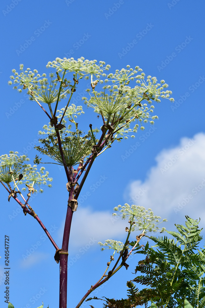Fototapeta premium ウドの花と青空