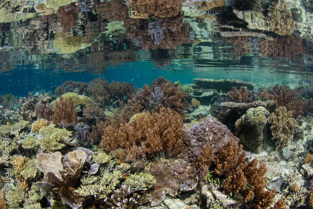 Beautiful Reef Reflected in Calm Surface, Raja Ampat