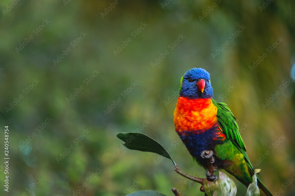 レインボーロリキート ヒインコ インコ 鳥 野鳥 バードウォッチング バードウォッチャー 観察 鳥好き カラフル 3 Stock Photo Adobe Stock レインボーロリキート ヒインコ インコ 鳥 野鳥 バードウォッチング バードウォッチャー 観察 鳥好き カラフル 3 Stock Photo Adobe Stock