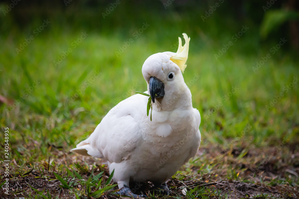 キバタン 黄色いとさか 大型 インコ オウム 鳥好き 野生 野鳥 自然 Stock 写真 Adobe Stock