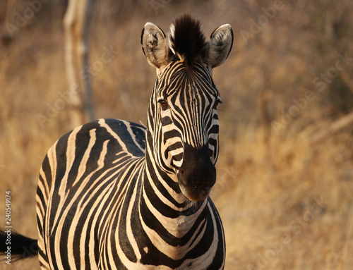 Burchell s Zebra in Kruger National Park  South Africa
