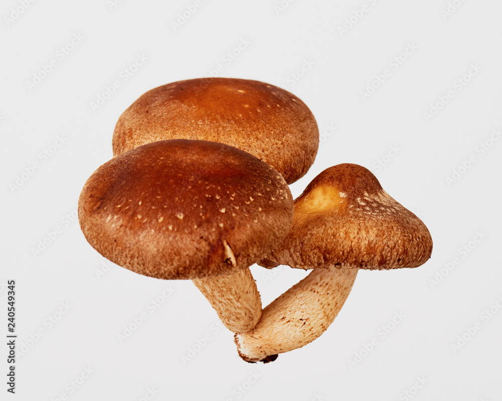 Fototapeta premium 椎茸 茸