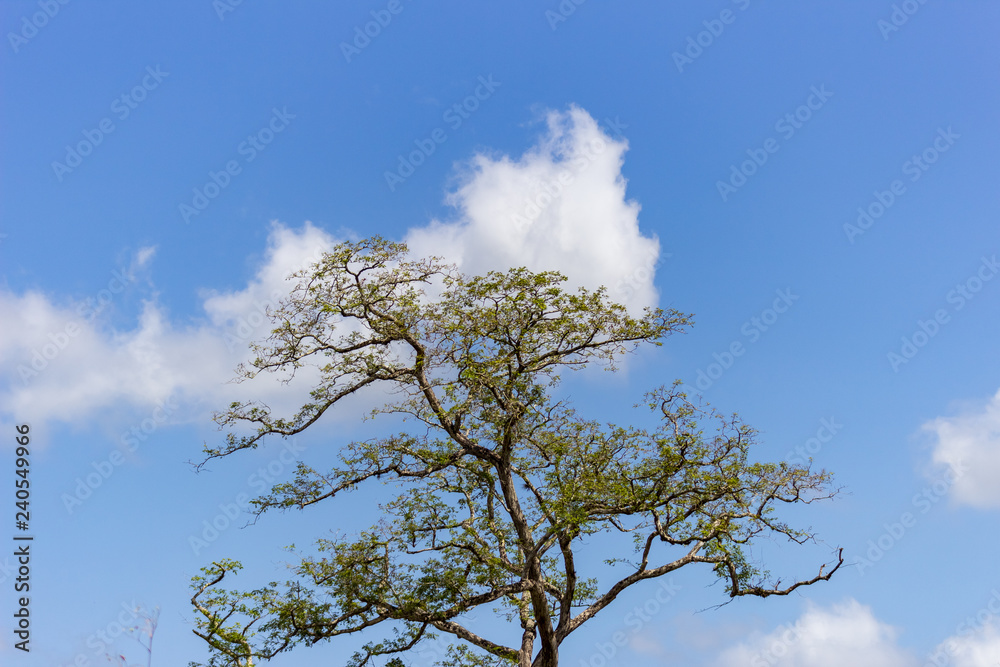 Fototapeta premium beautiful tree and sky in venezuela
