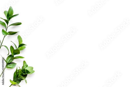 Composition with green branches, leaves on white background top view space for text