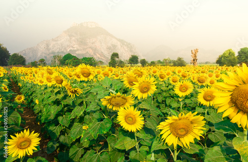 Fototapeta Naklejka Na Ścianę i Meble -  Sunflowers Farm