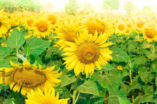 Fototapeta Naklejka Na Ścianę i Meble -  Sunflowers Farm