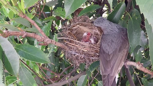 Parenting of birds. Day1. 02 photo