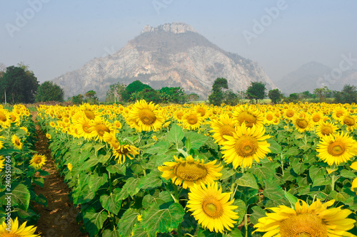 Fototapeta Naklejka Na Ścianę i Meble -  Sunflowers Farm
