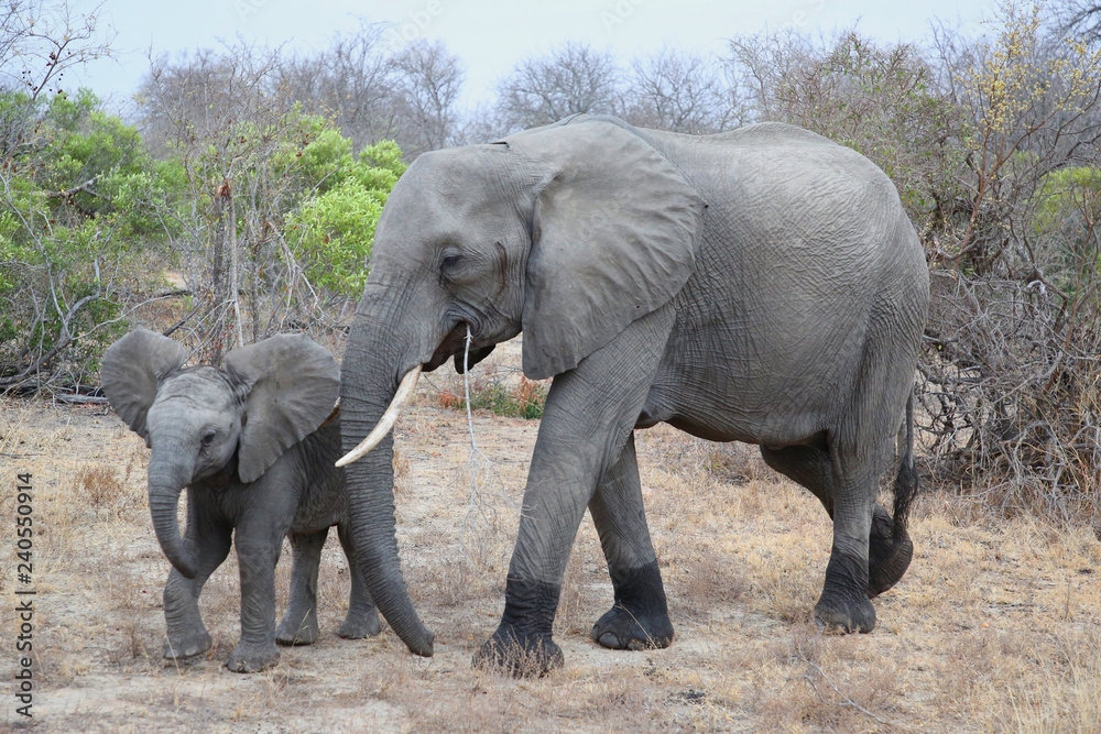 Fototapeta premium Female African bush elephant with baby in Kruger National Park, South Africa