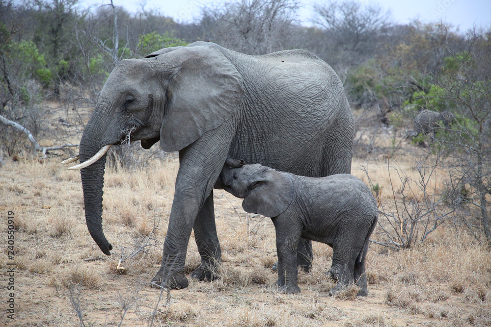 Fototapeta premium Baby elephant nursing milk from mother in Kruger National Park, South Africa