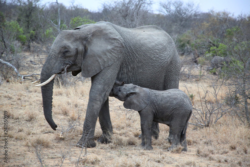 Baby elephant nursing milk from mother in Kruger National Park, South Africa